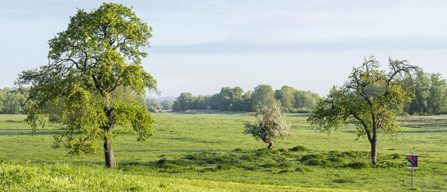 Elbevorland bei Radegast frühmorgens im Frühling 3 Elbevorland bei Radegast frühmorgens im Frühling 3