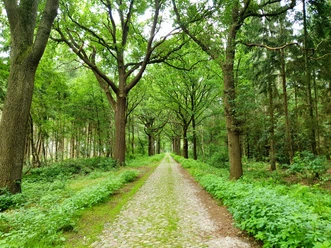 Een met bomen omzoomde straat met kasseien loopt rechtdoor door een dicht, groen loofbos.