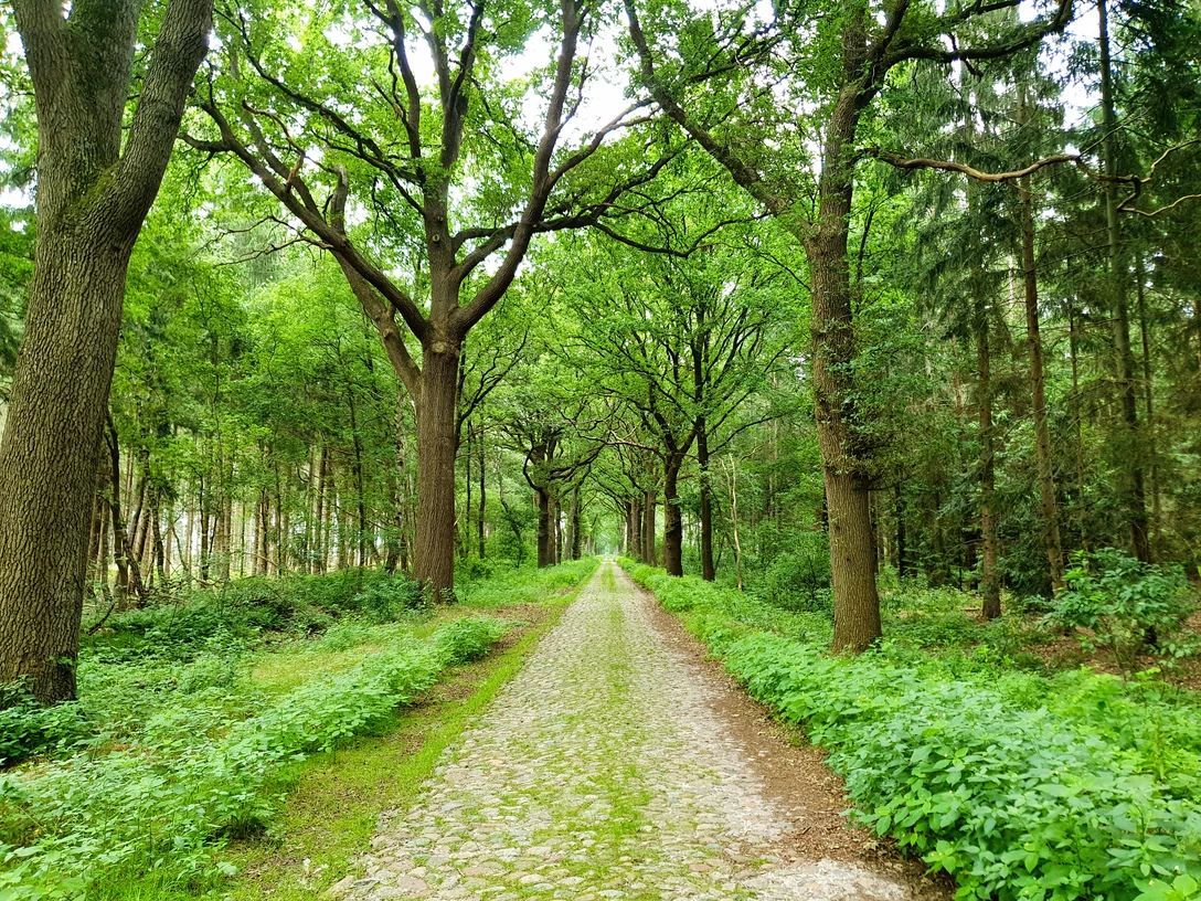 Historische Straße in Klein Berßen ©Emsland Tourismus GmbH (2).jpg Baumbestandene Kopfsteinpflasterstraße führt geradeaus durch einen dichten, grünen Laubwald.