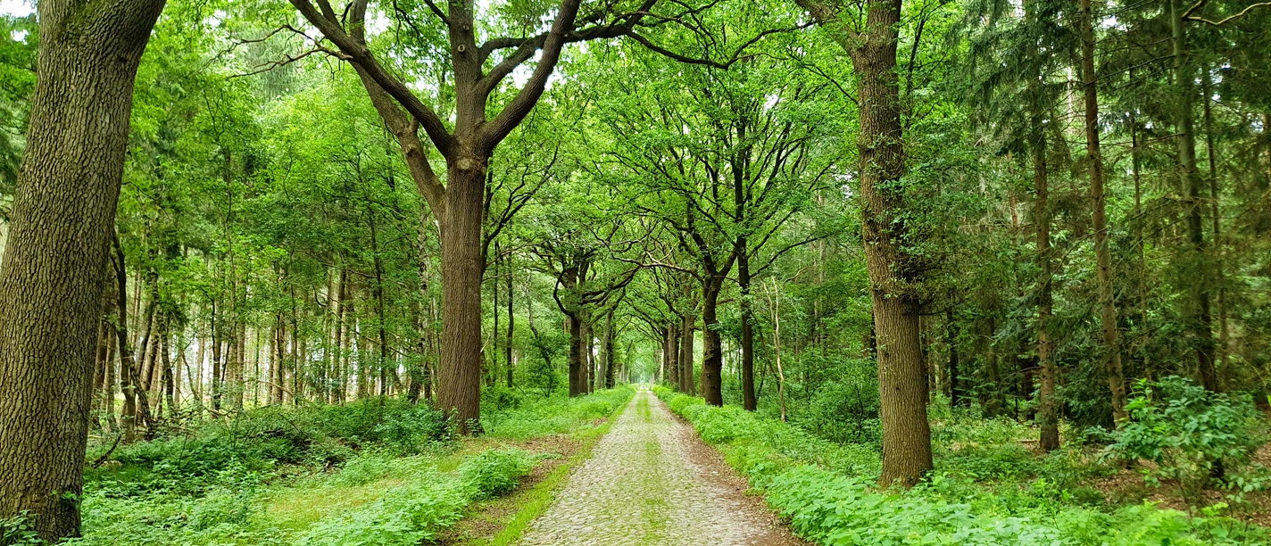 Historische Straße in Klein Berßen ©Emsland Tourismus GmbH (2).jpg Baumbestandene Kopfsteinpflasterstraße führt geradeaus durch einen dichten, grünen Laubwald.