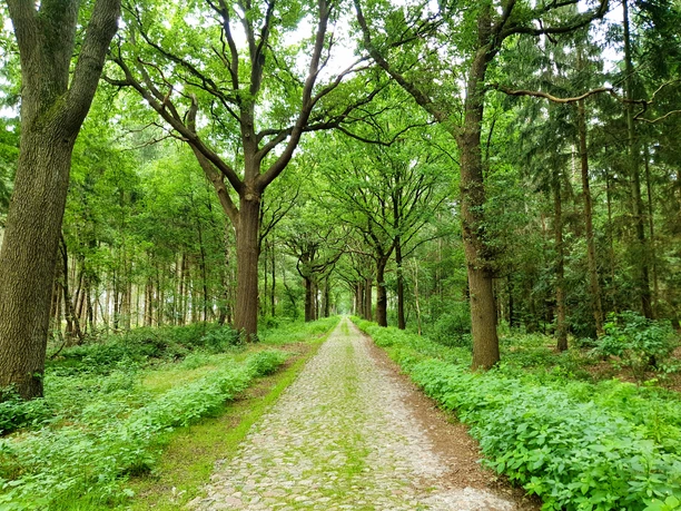 Baumbestandene Kopfsteinpflasterstraße führt geradeaus durch einen dichten, grünen Laubwald.