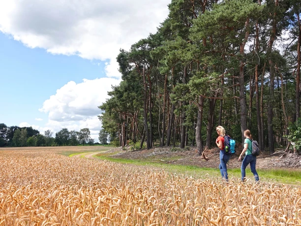 Klein Berßen_Wandern © Naturpark Hümmling, BvdH_DSC00276.JPG Zwei Wanderinnen gehen am Waldrand entlang eines goldenen Getreidefeldes unter blauem Himmel.