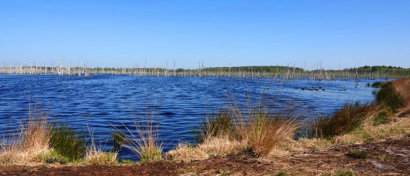 Naturschutzgebiet Theikenmeer bei Werlte ©Naturpark Hümmling (5).jpg Weitläufiges Moorgewässer mit blauem Wasser, trockenen Gräsern und abgestorbenen Bäumen im Hintergrund.