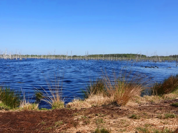 Weitläufiges Moorgewässer mit blauem Wasser, trockenen Gräsern und abgestorbenen Bäumen im Hintergrund.
