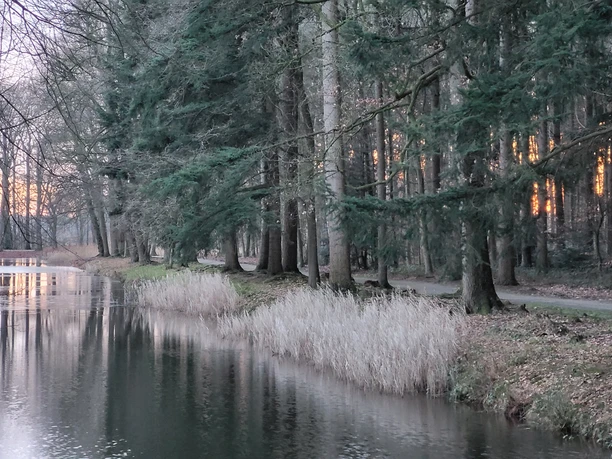Winterlicher Schlosspark mit stillem Teich, hohen Bäumen und Lichtglanz zwischen den Stämmen