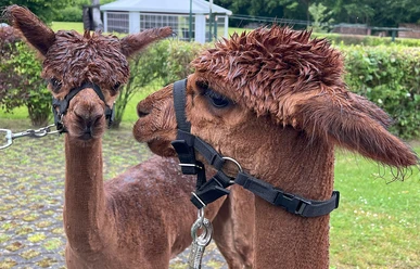 Marta und Franzi Alpakas mit braunem Fell und Halfter stehen nebeneinander auf gepflastertem Weg, im Hintergrund grün.