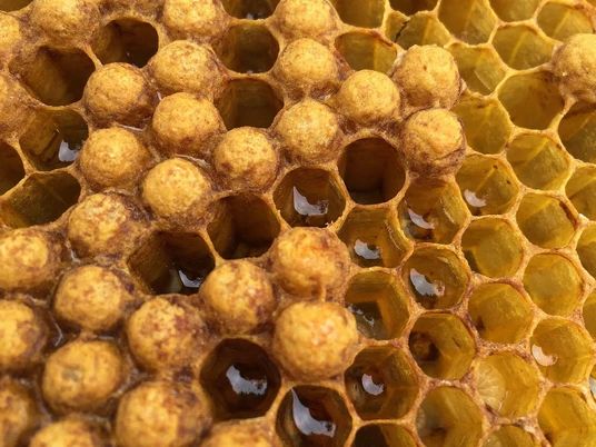 beehive-3335237_1920.jpg
