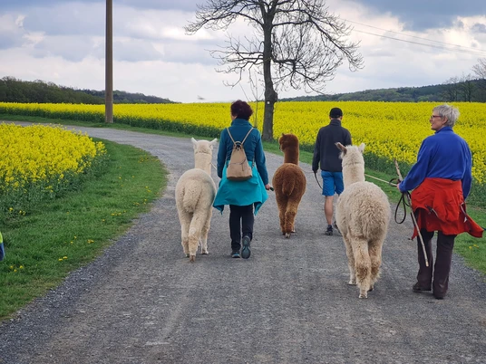 Alpaka Wanderung in Bad Gottleuba 3 Personen wandern mit 3 Alpakas auf einem Weg neben einem blühenden Rapsfeld.3 people walking with 3 alpacas on a path next to a flowering rape field.Tři lidé jdoucí se třemi alpakami po cestě vedle kvetoucího pole řepky.3 osoby spacerujące z 3 alpakami po ścieżce obok kwitnącego pola rzepaku.3 mensen wandelen met 3 alpaca's op een pad naast een bloeiend koolzaadveld.3 persone che camminano con 3 alpaca su un sentiero accanto a un campo di colza in fiore.