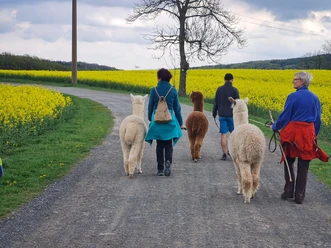 Alpakawanderung 3 Personen wandern mit 3 Alpakas auf einem Weg neben einem blühenden Rapsfeld.