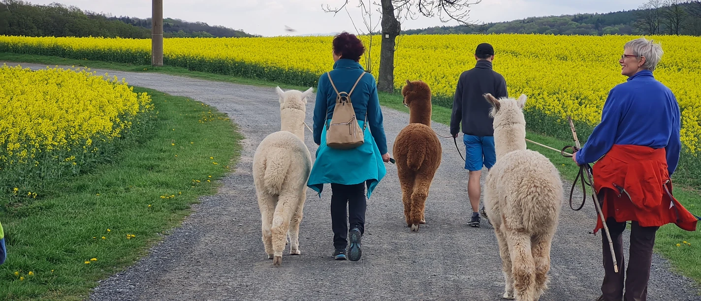 Alpakawanderung 3 Personen wandern mit 3 Alpakas auf einem Weg neben einem blühenden Rapsfeld.