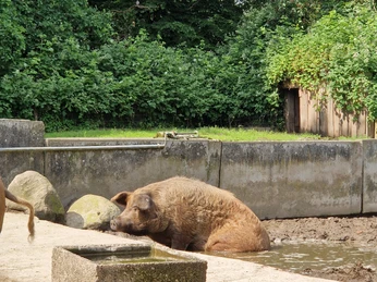 Tierpark Krüzen©Mareike Bodendieck (1).jpg Krüzen Tierpark
