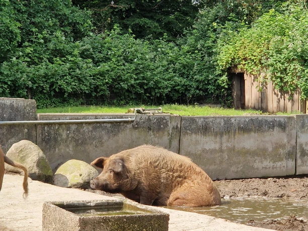 Tierpark Krüzen©Mareike Bodendieck (1).jpg Krüzen Tierpark