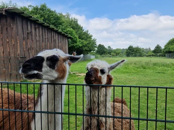 Tierpark Krüzen©Mareike Bodendieck (2).jpg Krüzen Tierpark