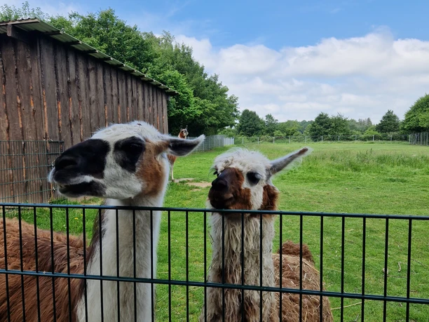 Tierpark Krüzen©Mareike Bodendieck (2).jpg Krüzen Tierpark