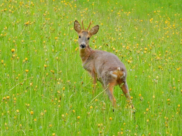 Auf den Spuren von Mensch und Reh Auf den Spuren von Mensch und Reh