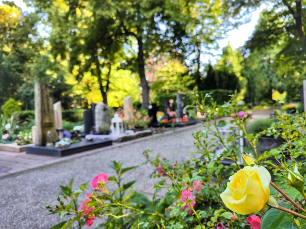 Gelber Rosenstrauch im Vordergrund eines grünen Friedhofs mit Gräbern und Bäumen im Hintergrund.