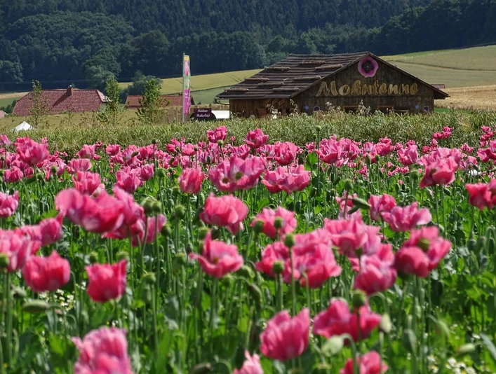 Mohntenne mit Mohnfeld und Fahne c Marco Lenarduzzi