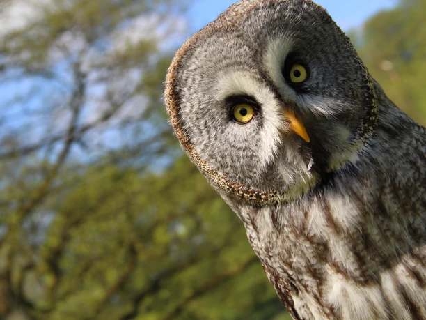 Eule Wildpark Eekholt