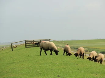 Schafe auf Nordstrand
