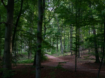 Wald nahe Mölln