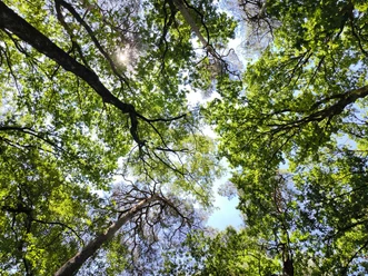 Laubwald mit verschiedenen Grüntönen und Sonnenlicht, das durch die dichten Baumkronen scheint.