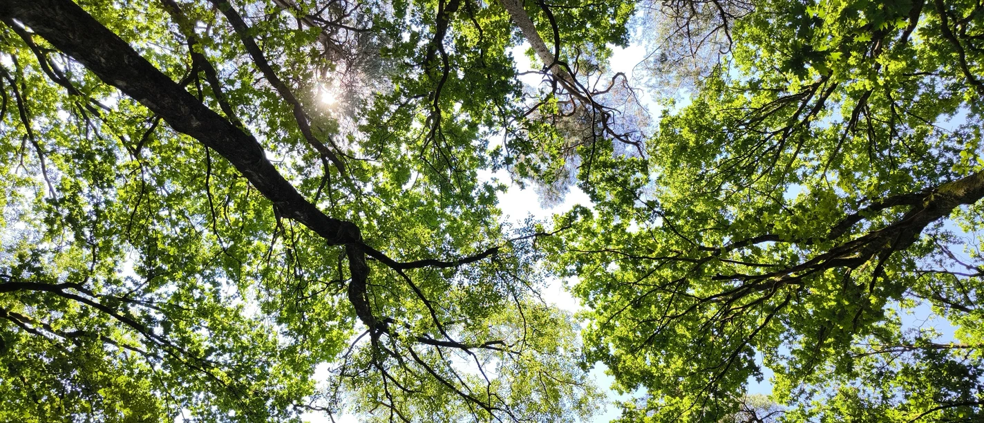 Laubwald mit verschiedenen Grüntönen und Sonnenlicht, das durch die dichten Baumkronen scheint.