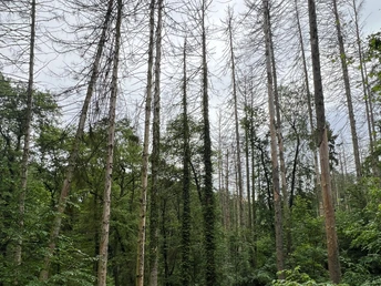 RI10 Ossenbeeke-Route Riesige Bäume