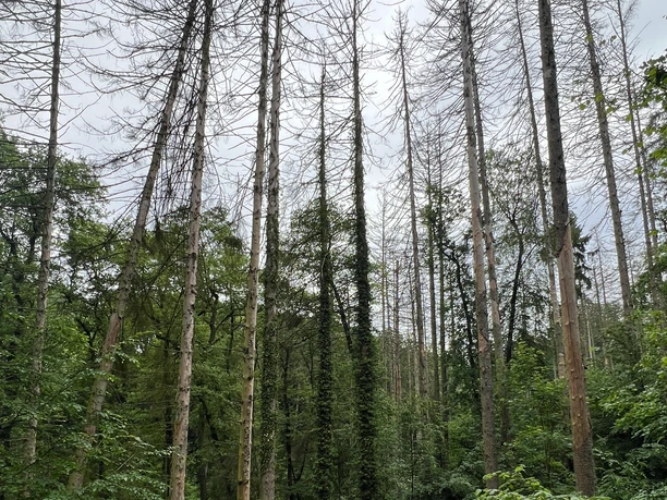 RI10 Ossenbeeke-Route Riesige Bäume