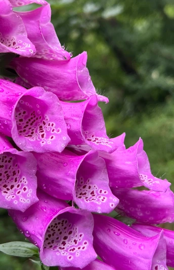 RI10 Ossenbeeke-Route Fingerhut