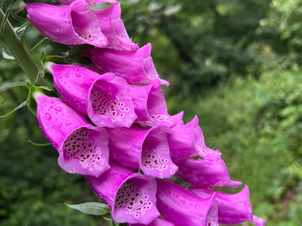 RI10 Ossenbeeke-Route Fingerhut