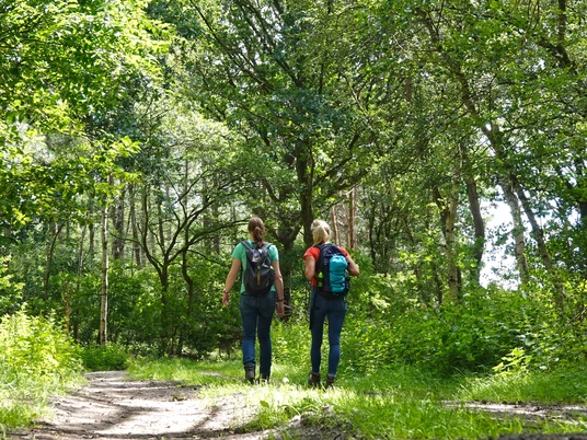 Klein Berßener Historische Straße - Hümmling-Pfade, Wandern im Emsland © Naturpark Hümmling (1).jpg Zwei Wandernde gehen auf einem schmalen Waldpfad durch dichtes, sommerlich grünes Laub.