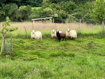 RI12 Schlingborn-Route Tiergehege