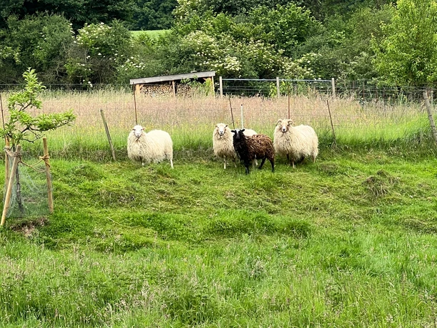 RI12 Schlingborn-Route Tiergehege