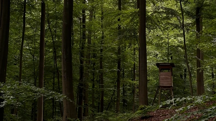 RI12 Schlingborn-Route Bäume mit Jägerhaus