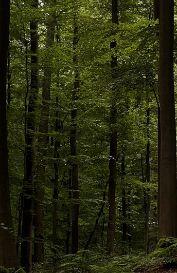 RI12 Schlingborn-Route Bäume mit Jägerhaus