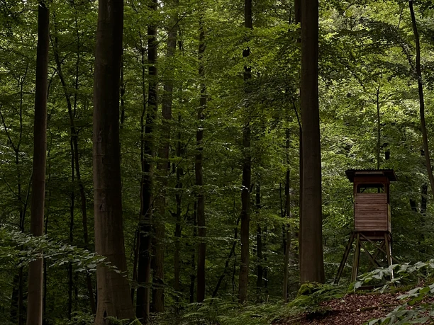 RI12 Schlingborn-Route Bäume mit Jägerhaus