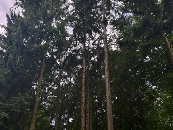 RI12 Schlingborn-Route riesige Bäume