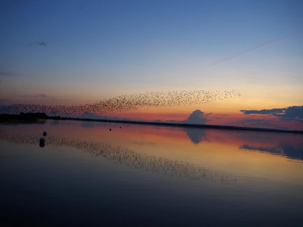 Starenwolke zum Sonnenuntergang_Foto_Bernd Mestars.JPG