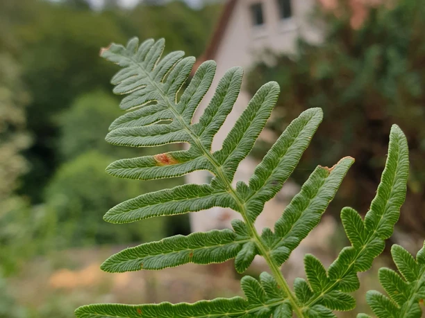 Villa Amselgrund direkt am Waldrand