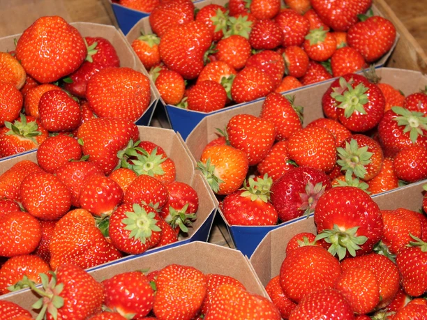 Schroeter & Wielage, Bawinkel - Erdbeeren frisch vom Feld im Hofladen ©Emsland Tourismus GmbH.JPG Frisch gepflückte rote Erdbeeren in Pappschalen liegen dicht nebeneinander zum Verkauf bereit.