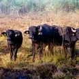 Wasserbüffel auf der Weide im Fullener Moor ©Emsbüffel, Meppen (2).jpg