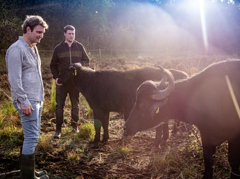 Züchter Michael Engling (li) Simon Schmidt (re) auf der Weide bei ihren Wasserbüffeln ©Emsbüffel, Meppen.jpg