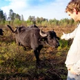 Züchter Michael Engling bei den Wasserbüffeln im Fullener Moor ©Emsbüffel, Meppen (2).jpg Ein Mann steht auf einer Wiese im Moor und streckt einem neugierigen Wasserbüffel die Hand entgegen.