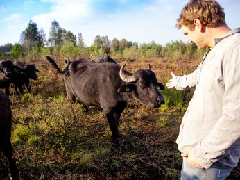 Züchter Michael Engling bei den Wasserbüffeln im Fullener Moor ©Emsbüffel, Meppen (2).jpg