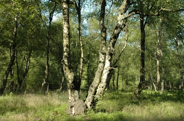 Karpaten-Moorbirken im Naturschutzgebiet Jaegers Weinberg Karpaten-Moorbirken im Naturschutzgebiet Jaegers Weinberg