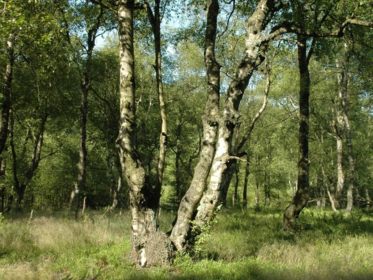 Karpaten-Moorbirken im Naturschutzgebiet Jaegers Weinberg Karpaten-Moorbirken im Naturschutzgebiet Jaegers Weinberg