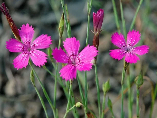 Heidenelke Heidenelke