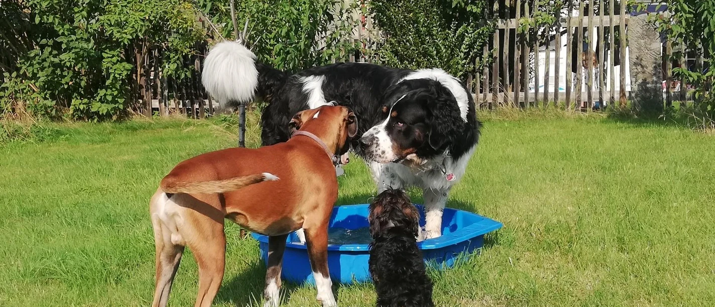 Alle Hunde sind herzlich Willkommen!