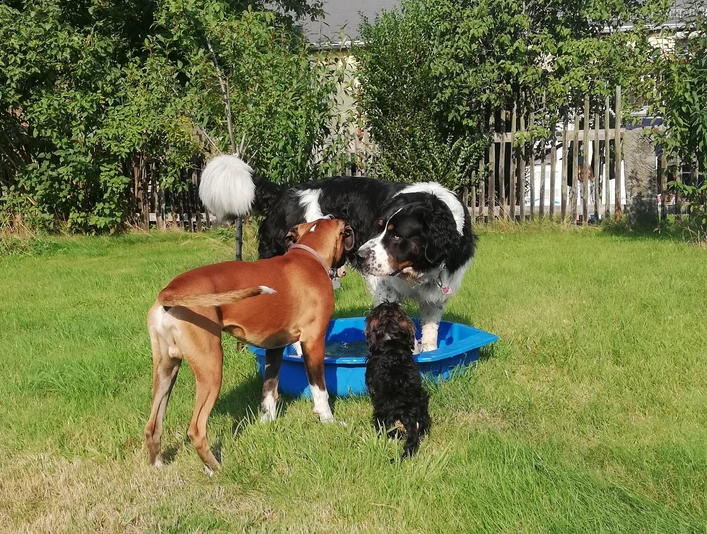 Alle Hunde sind herzlich Willkommen!