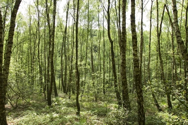 Wald in Kürten Ein dichter Birkenwald im Sommer, Sonnenlicht durchflutet das Blätterdach und den Waldboden.